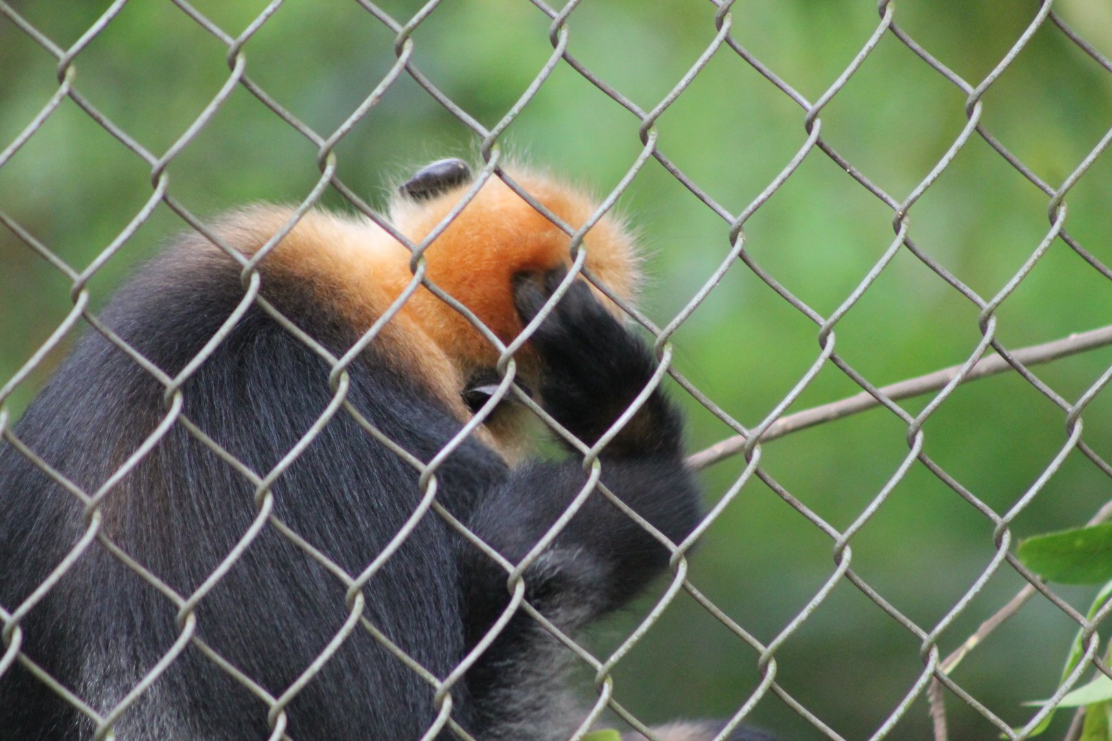 Cat Ba Langur (Trachypithecus poliocephalus)