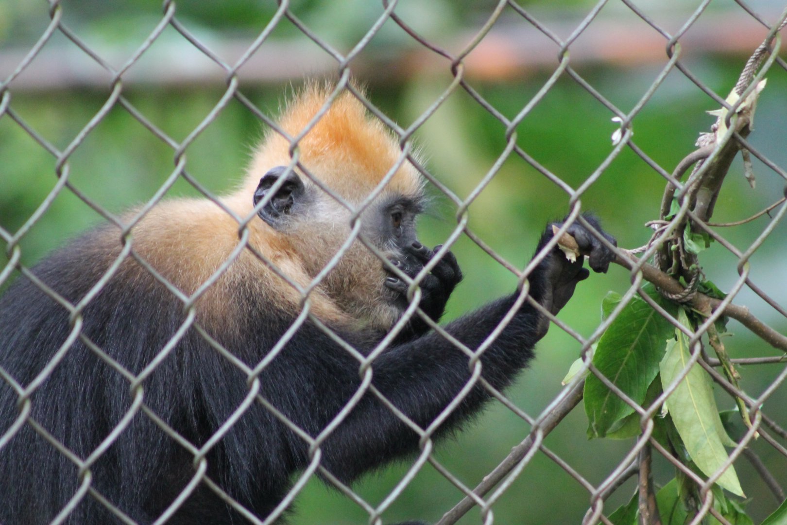 Cat Ba Langur (Trachypithecus poliocephalus)