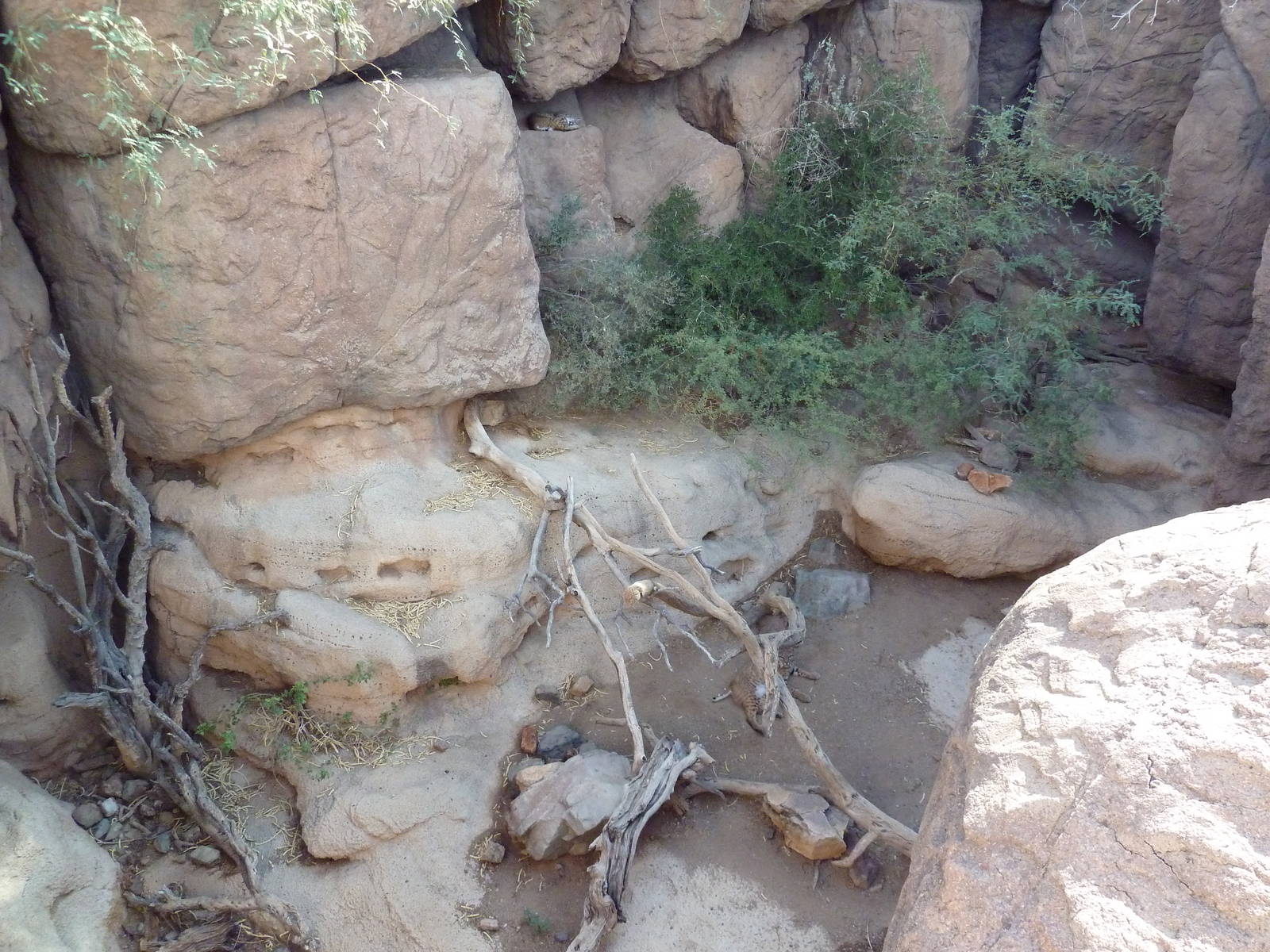 Cat Canyon - Bobcat Exhibit