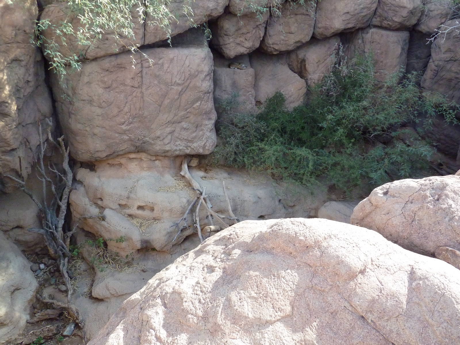 Cat Canyon - Bobcat Exhibit