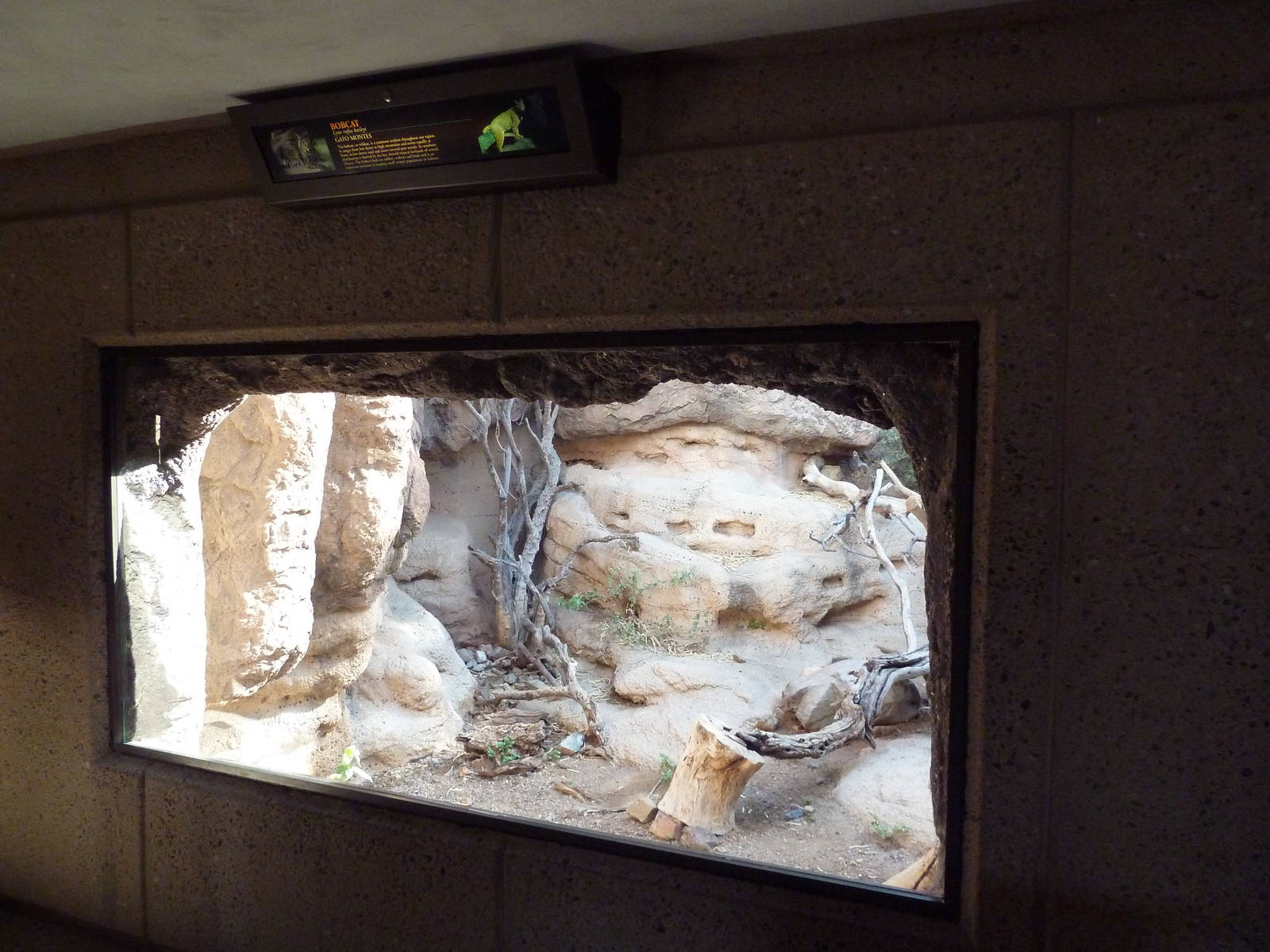 Cat Canyon - Bobcat Exhibit