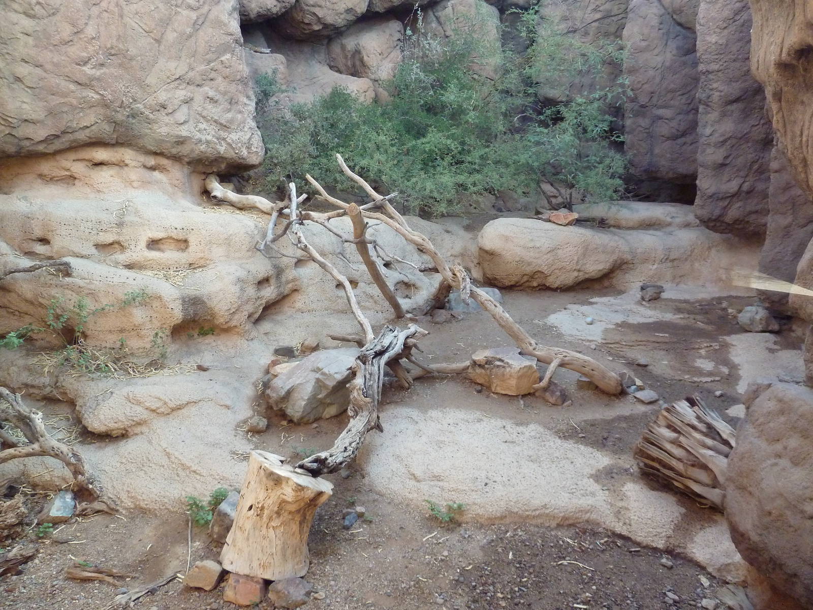 Cat Canyon - Bobcat Exhibit