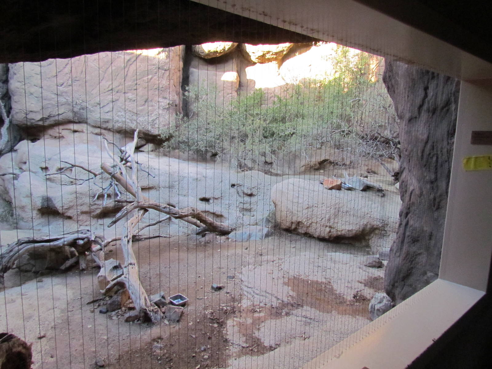 Cat Canyon - Bobcat Exhibit