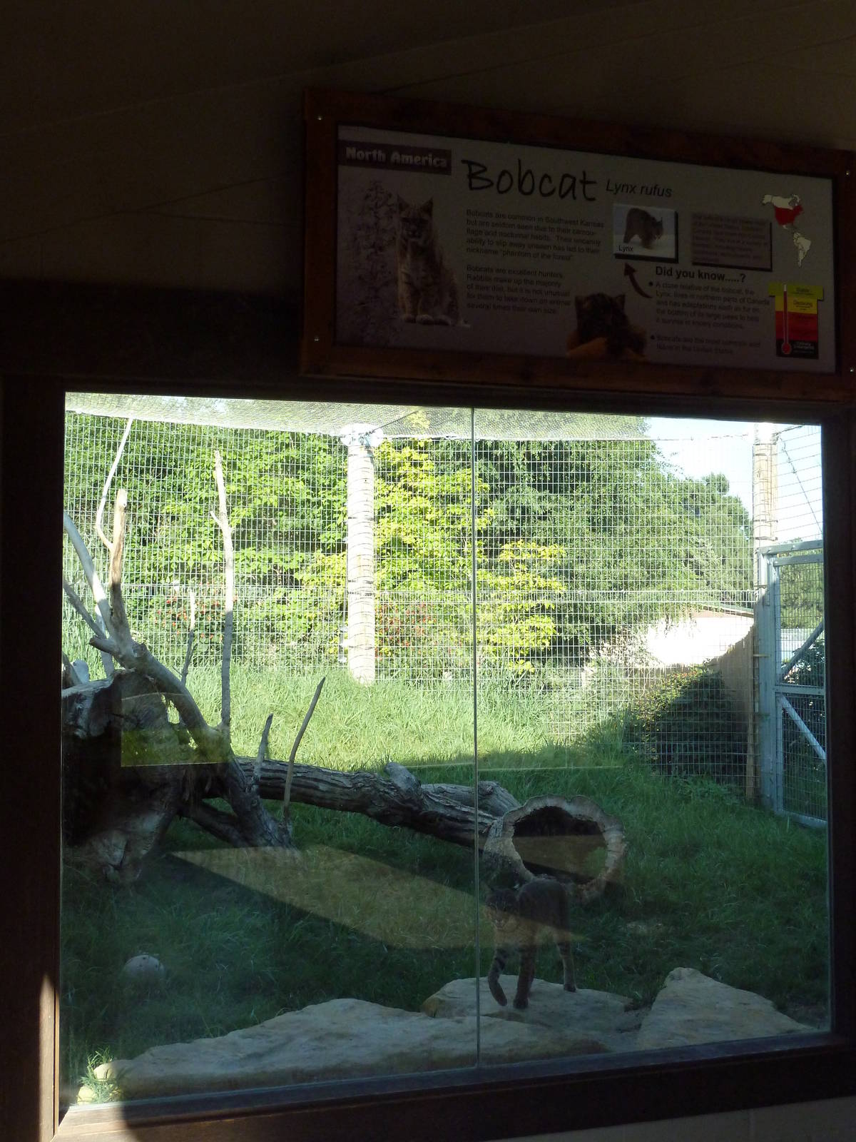 Cat Canyon - Bobcat Exhibit