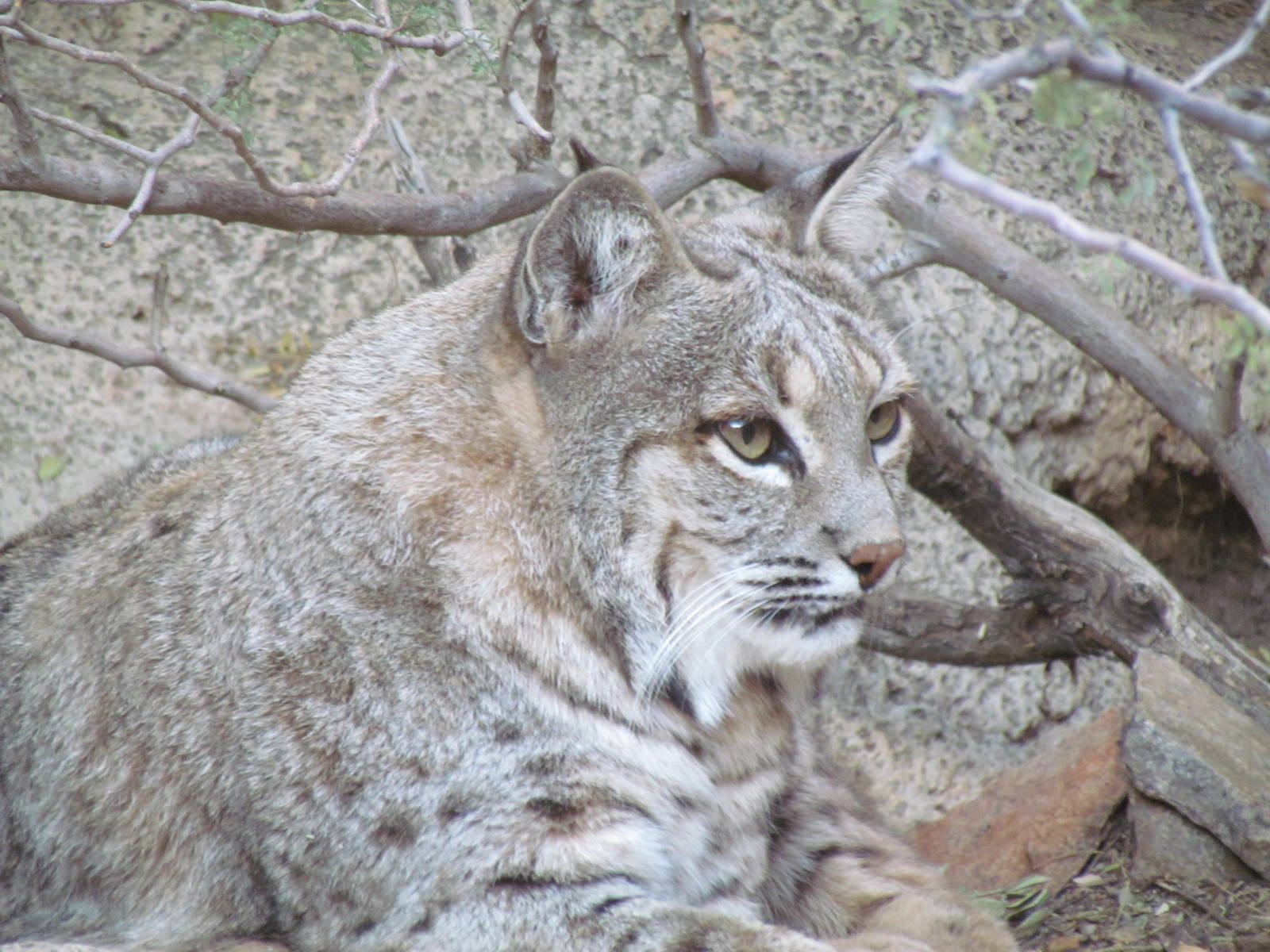 Cat Canyon - Bobcat
