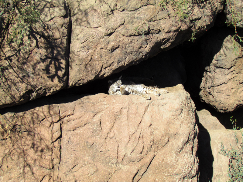 Cat Canyon - Bobcat