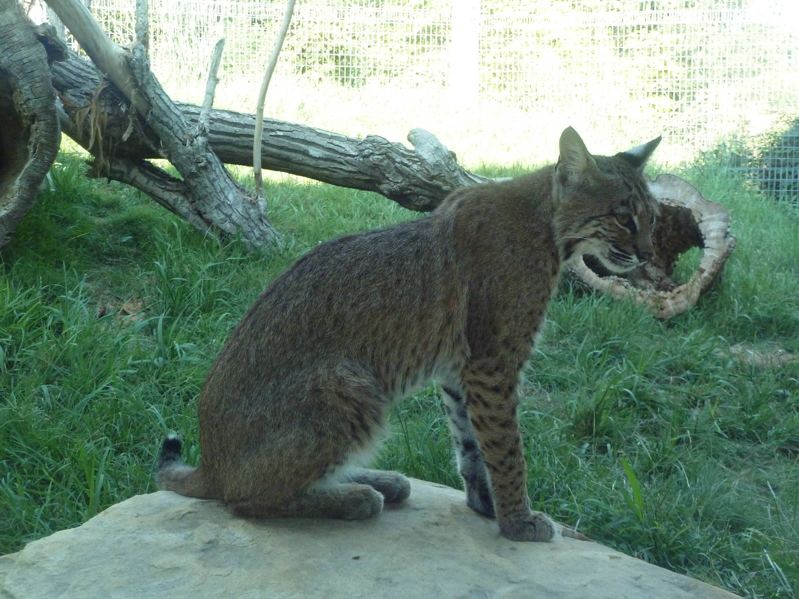 Cat Canyon - Bobcat