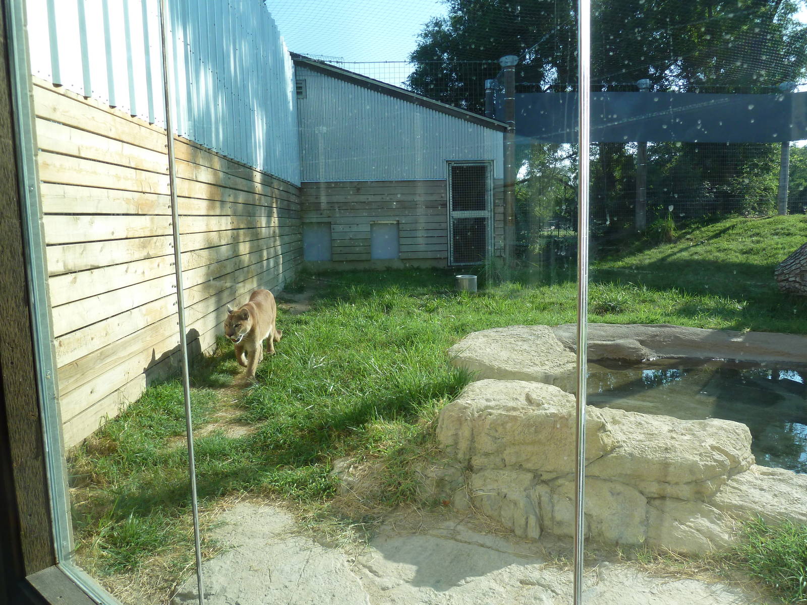 Cat Canyon - Cougar Exhibit
