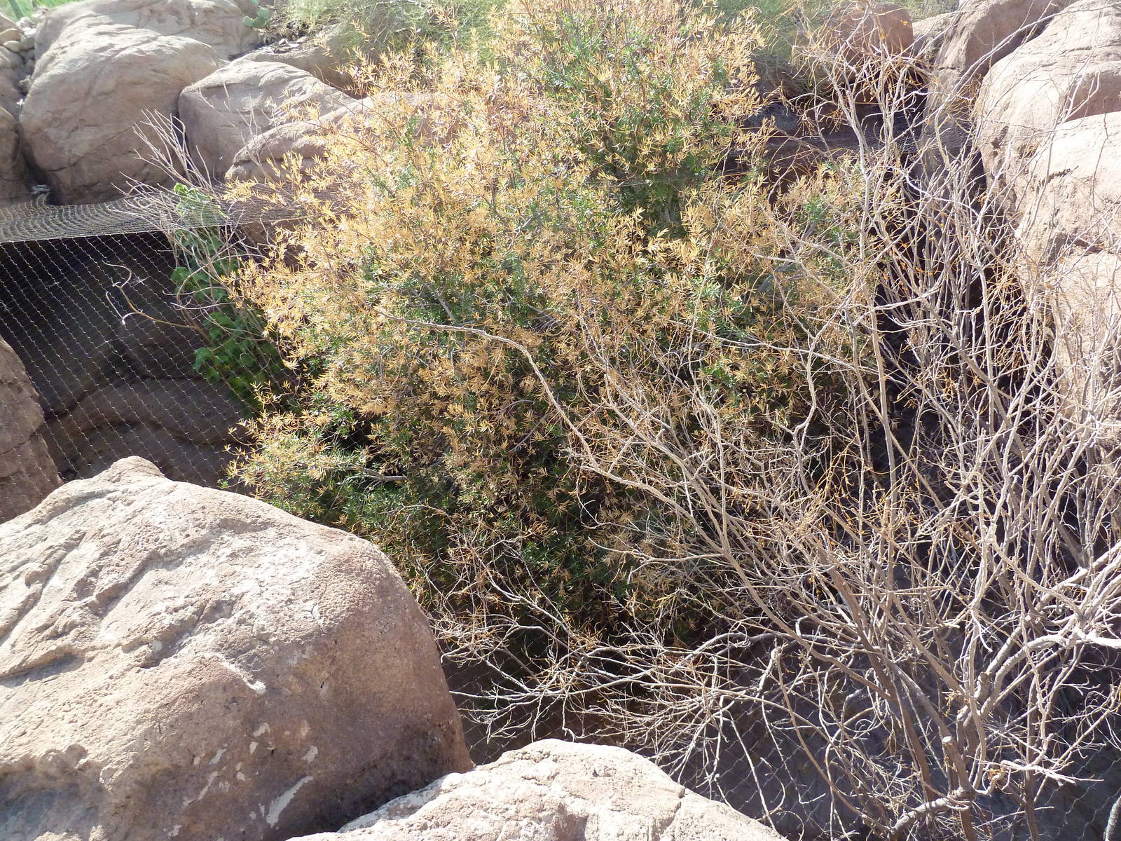 Cat Canyon - Gray Fox Exhibit