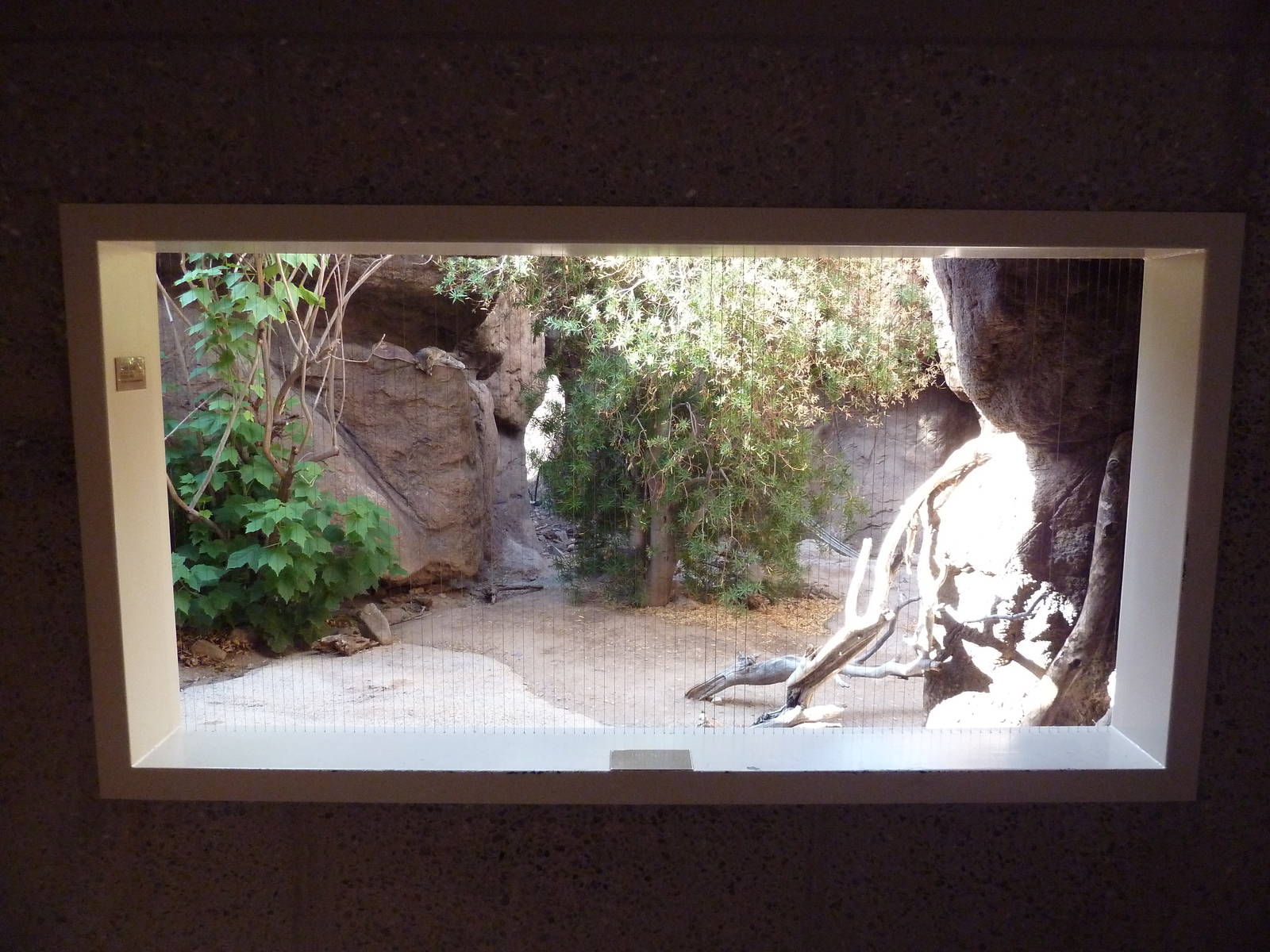 Cat Canyon - Gray Fox Exhibit