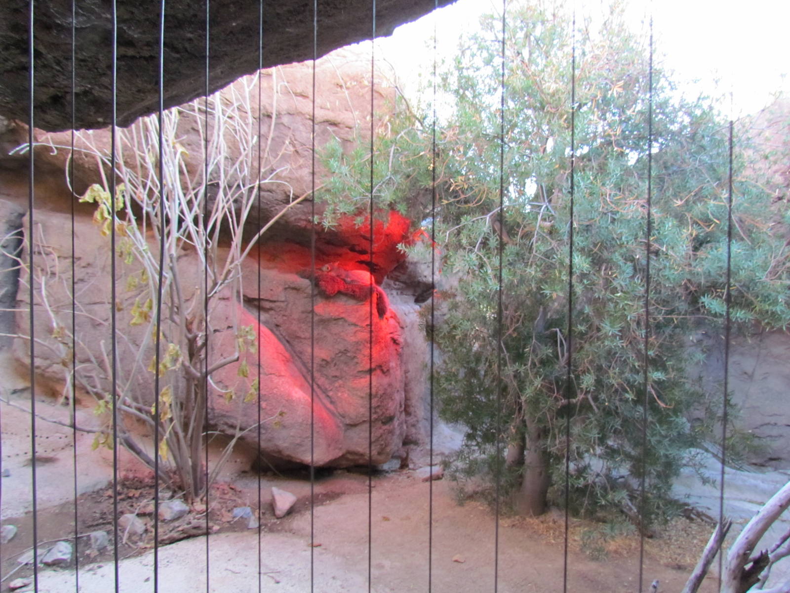 Cat Canyon - Gray Fox Exhibit