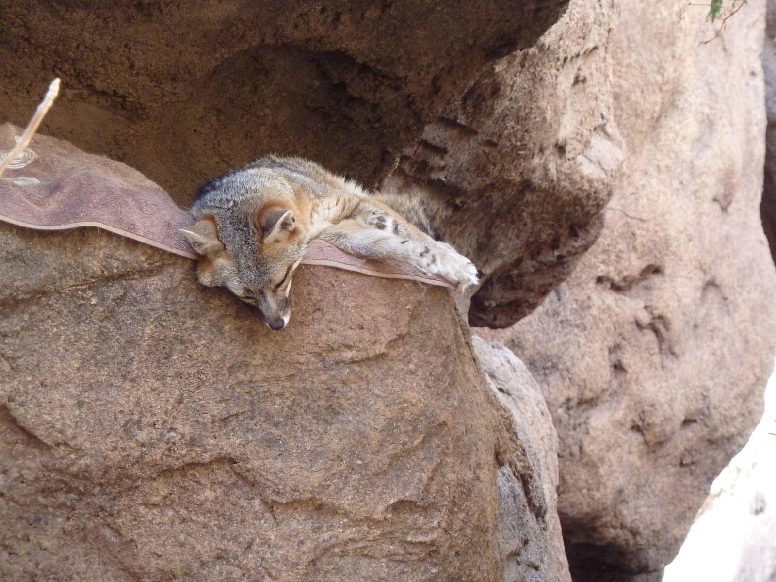 Cat Canyon - Gray Fox
