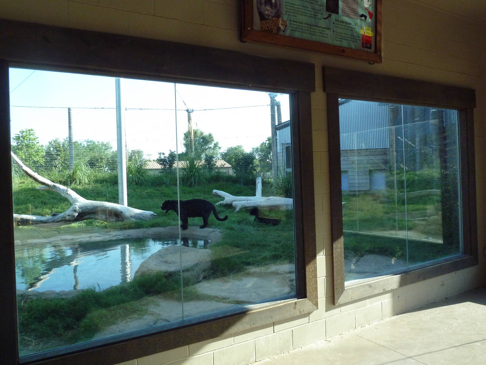 Cat Canyon - Jaguar Exhibit