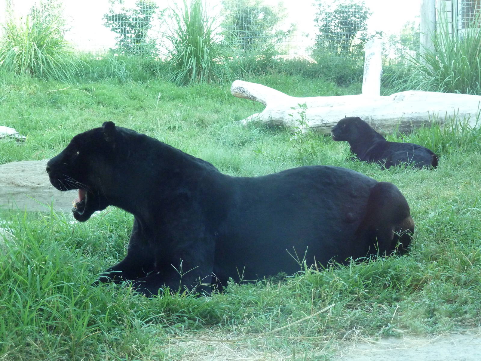 Cat Canyon - Jaguars