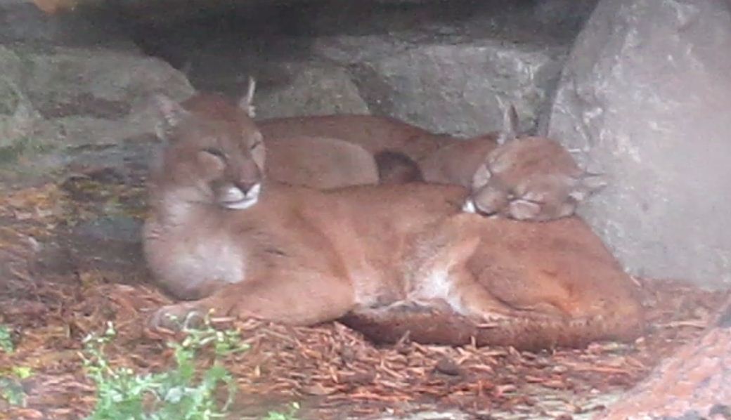 Cat Canyon-Joseph and Tecumseh