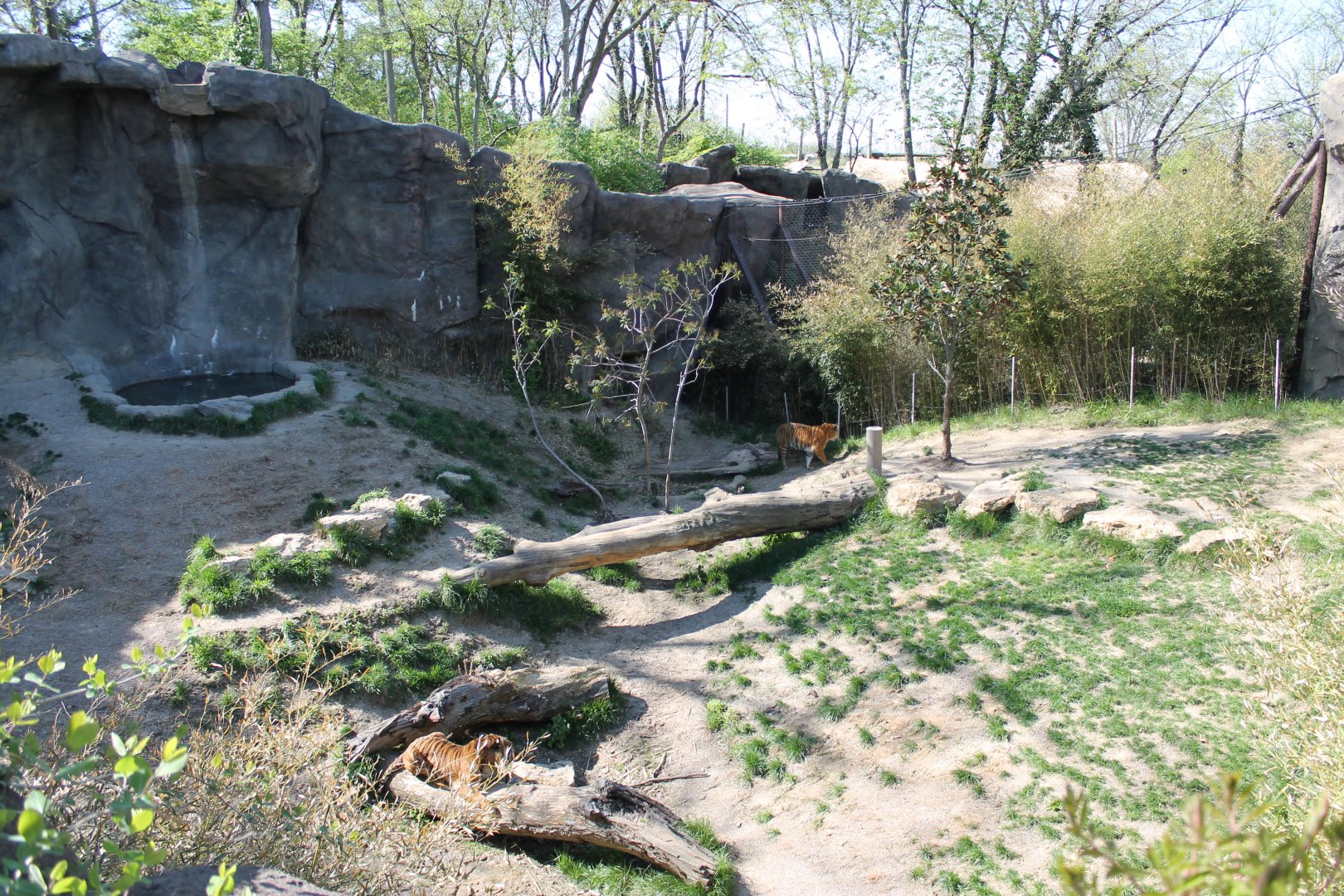 Cat Canyon- Malayan Tiger Exhibit