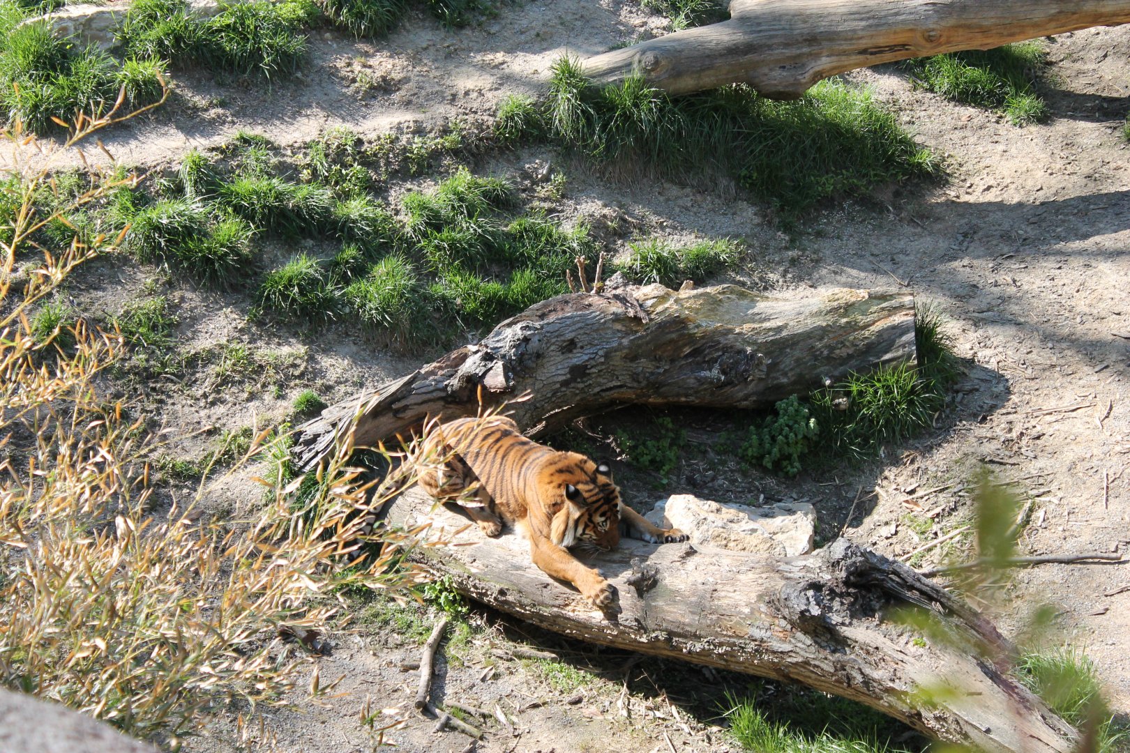 Cat Canyon- Malayan Tiger Exhibit