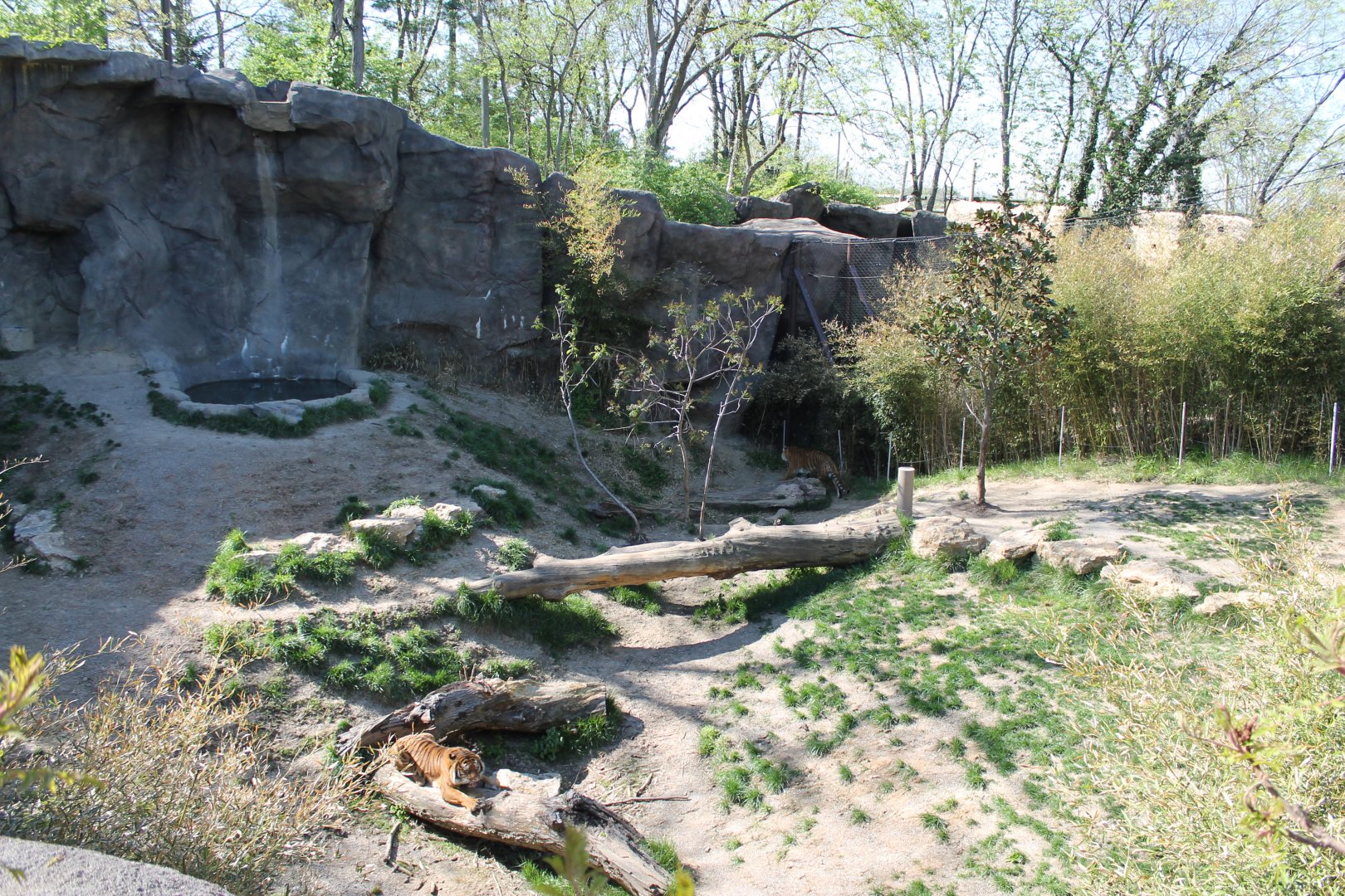 Cat Canyon- Malayan Tiger Exhibit