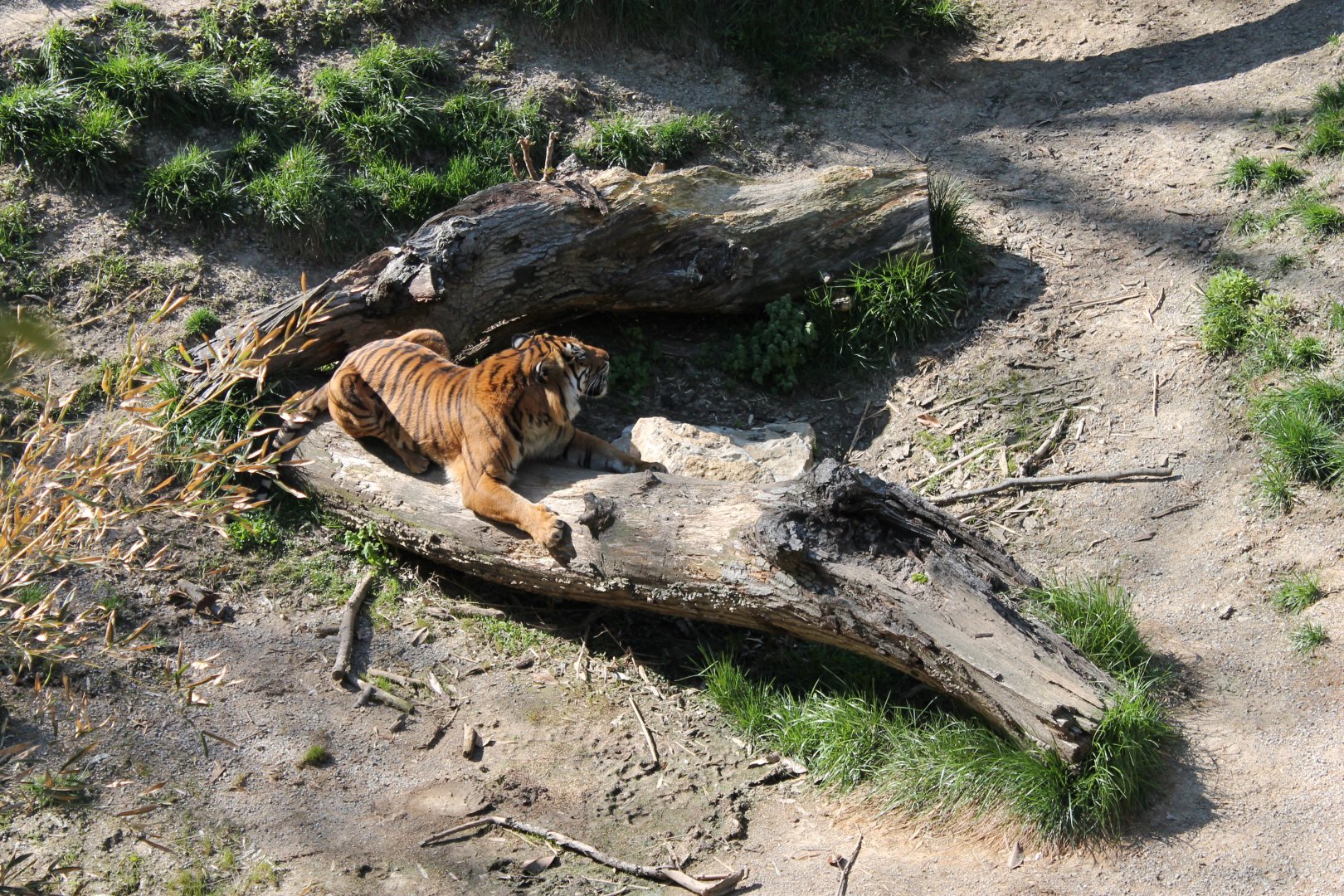 Cat Canyon- Malayan Tiger Exhibit