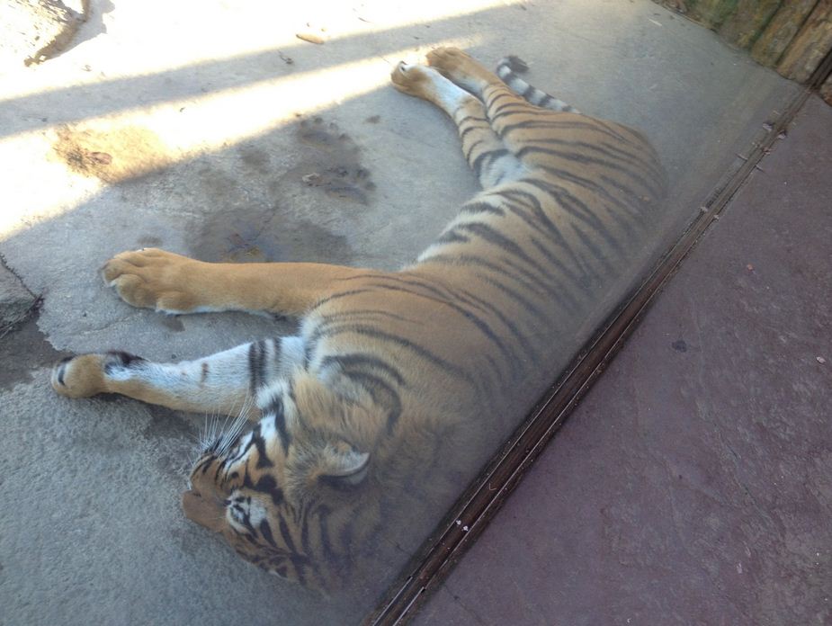 Cat Canyon-Malayan Tiger