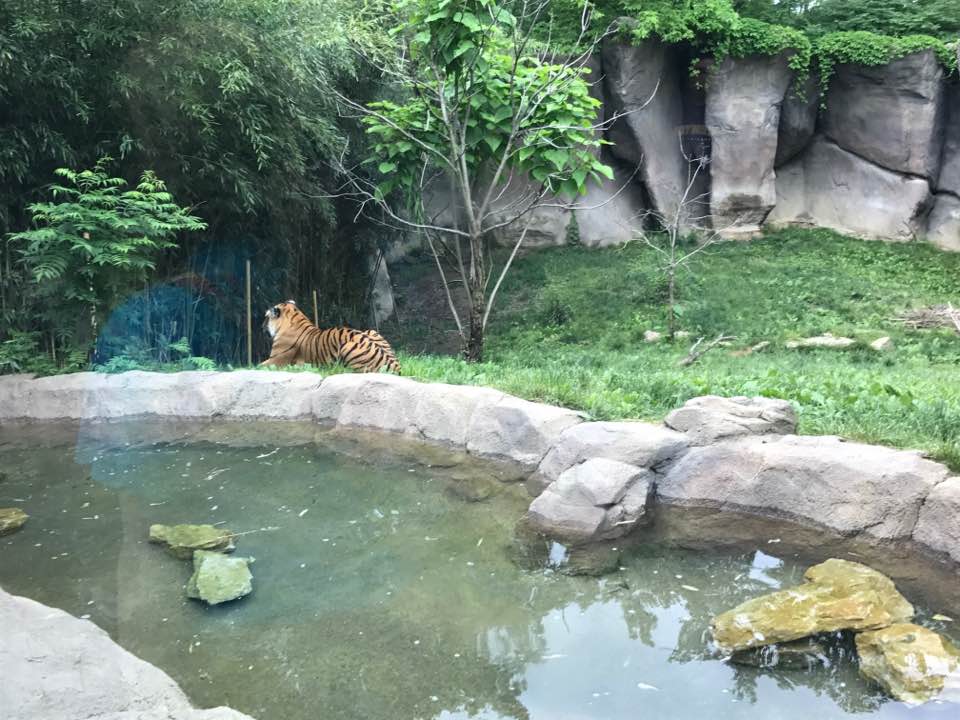 Cat Canyon- Malayan Tiger