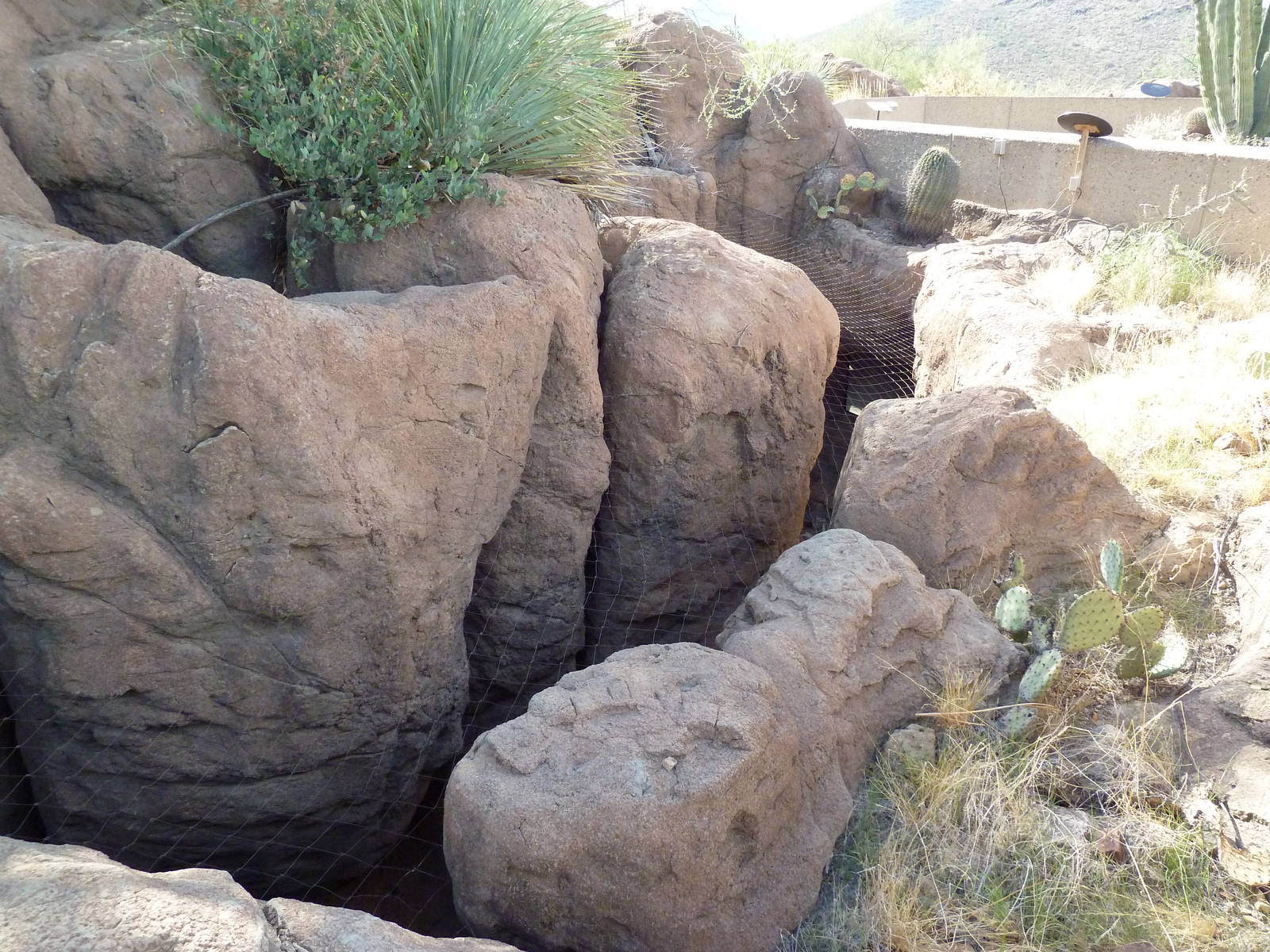 Cat Canyon - Ocelot Exhibit