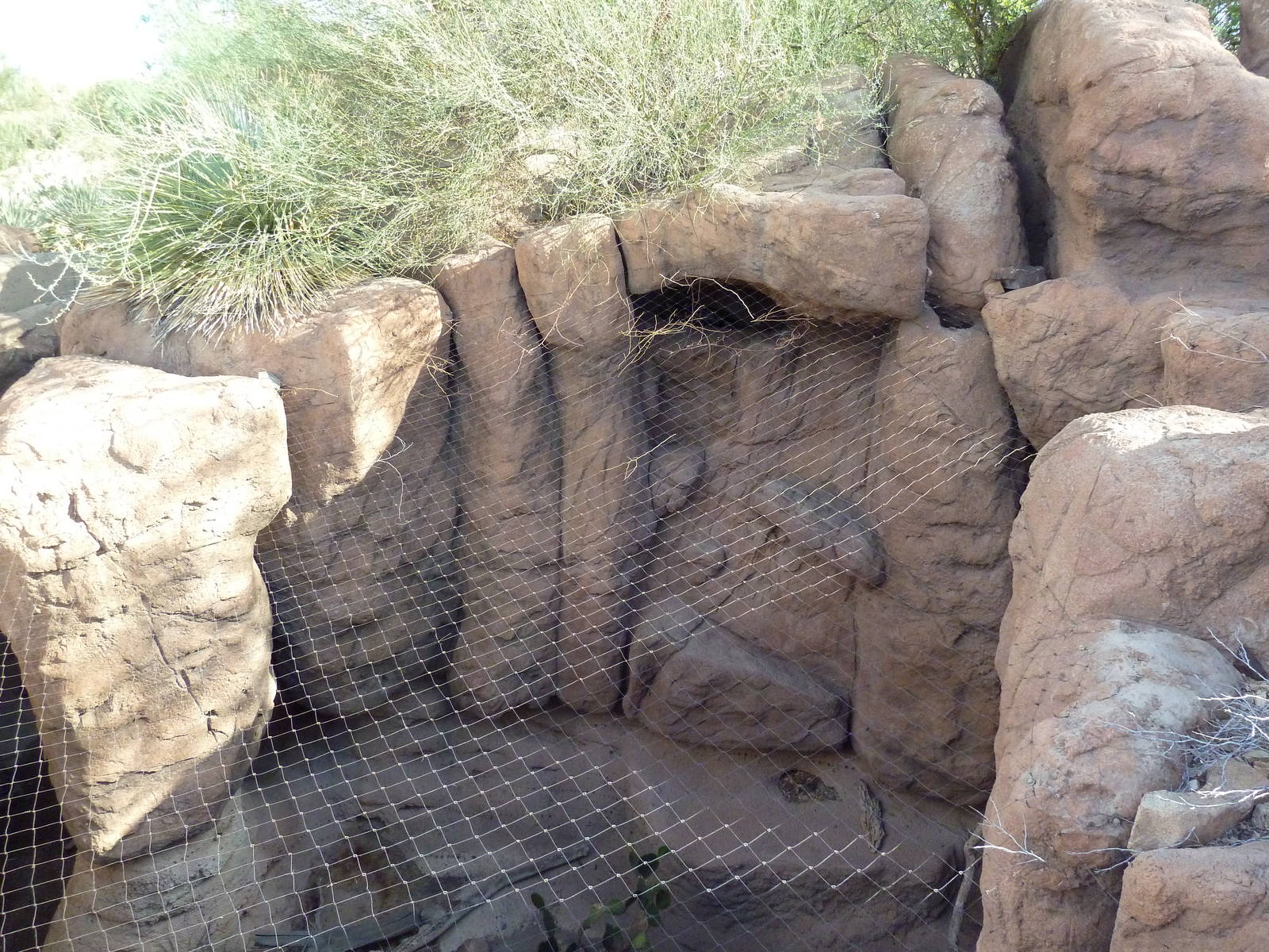Cat Canyon - Ocelot Exhibit