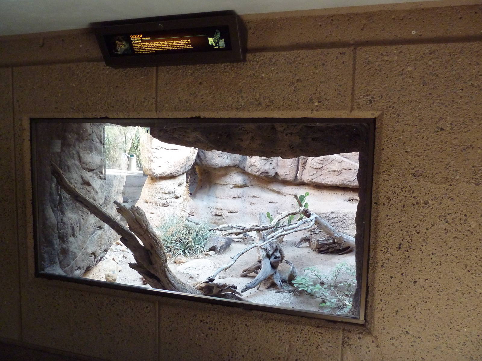 Cat Canyon - Ocelot Exhibit