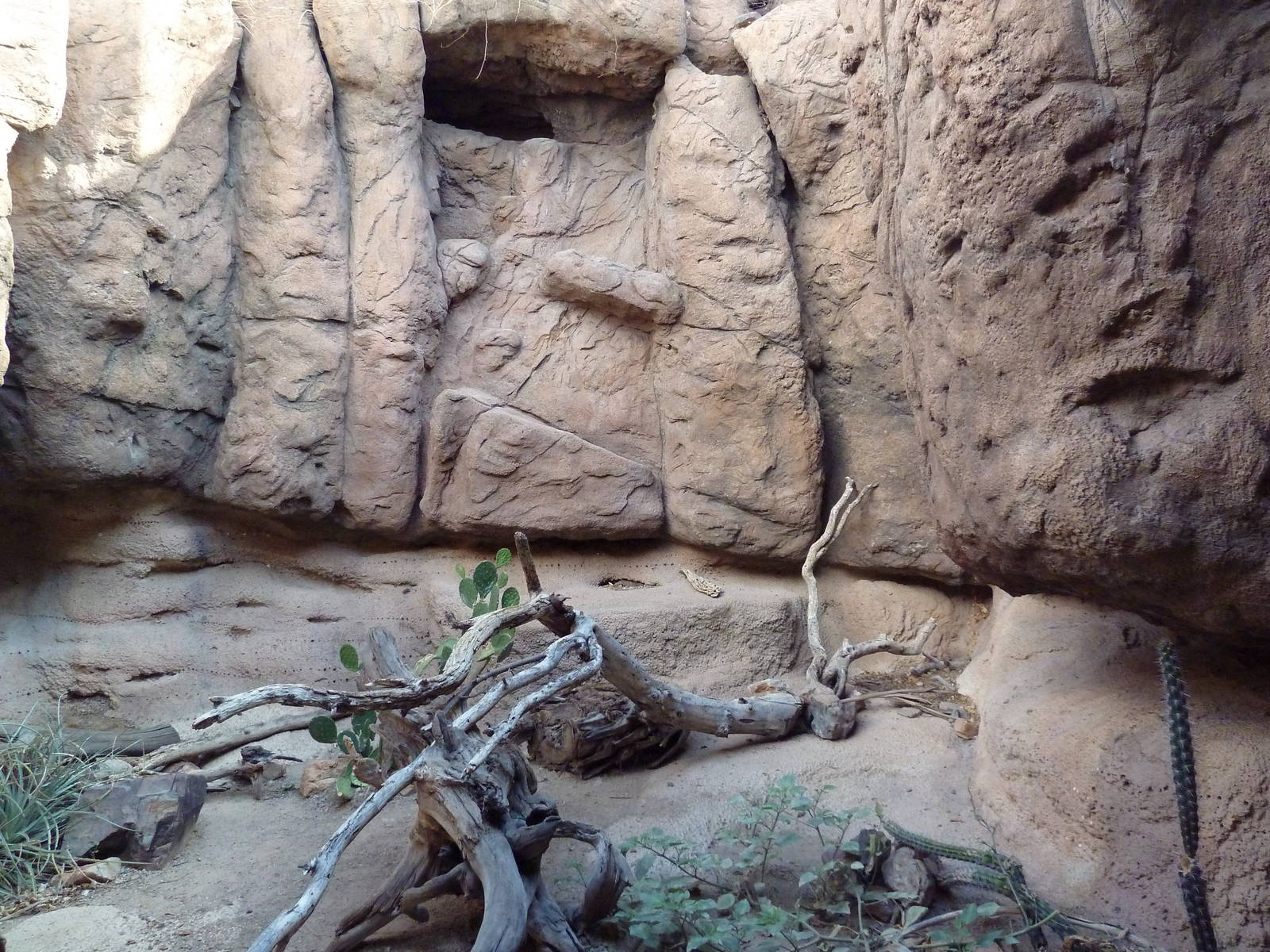 Cat Canyon - Ocelot Exhibit