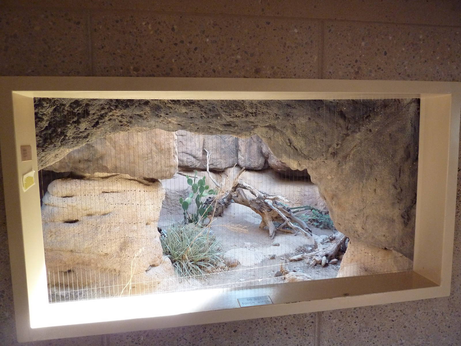 Cat Canyon - Ocelot Exhibit