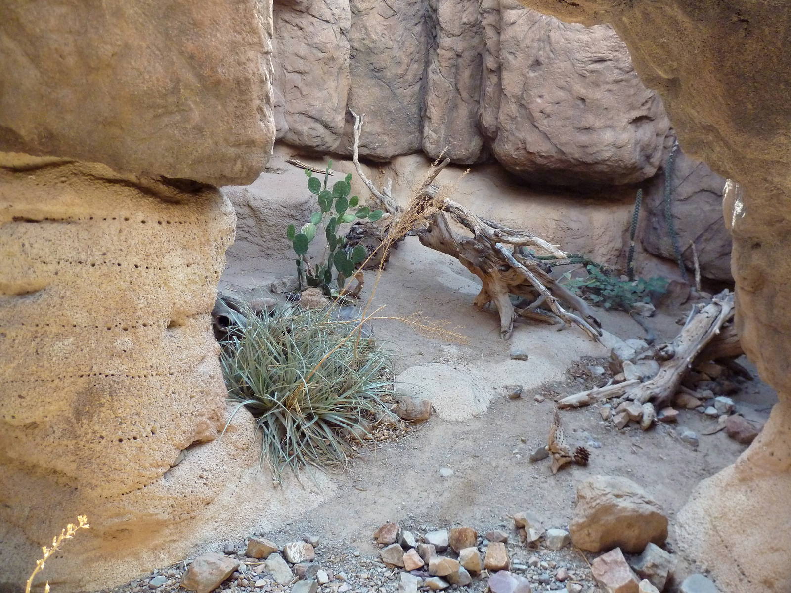 Cat Canyon - Ocelot Exhibit
