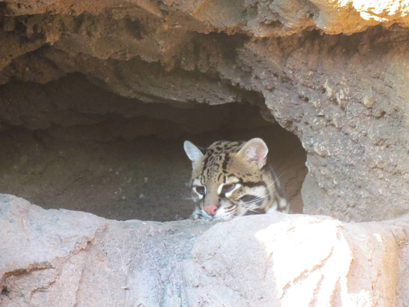 Cat Canyon - Ocelot Exhibit