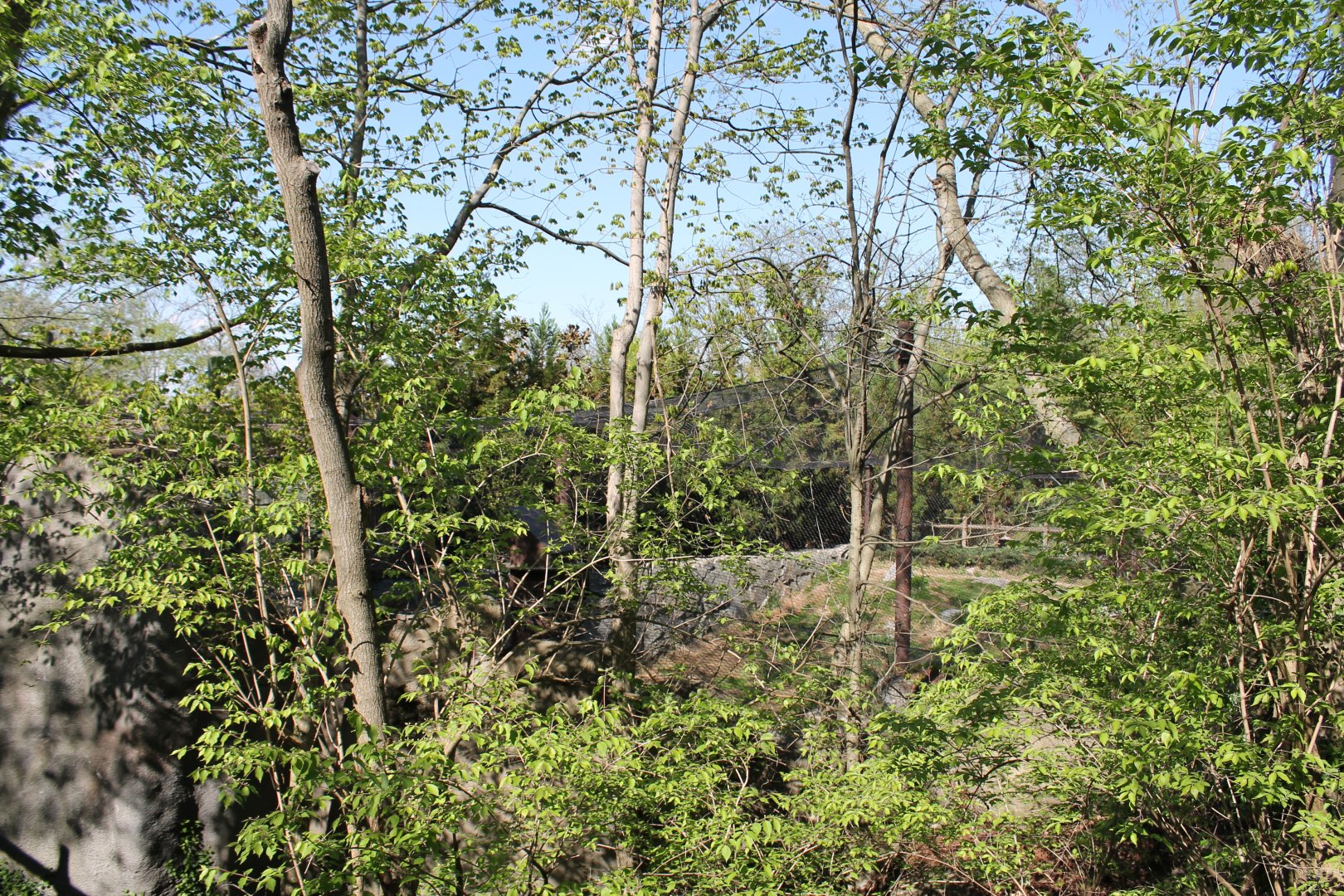 Cat Canyon- Snow Leopard Exhibit from above
