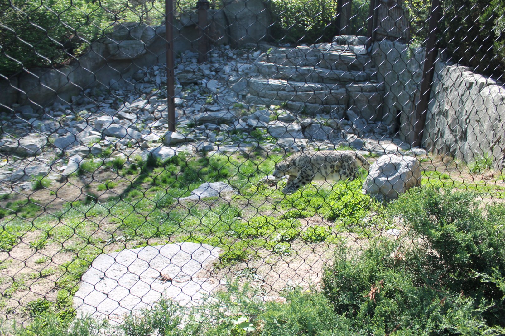 Cat Canyon- Snow Leopard Exhibit