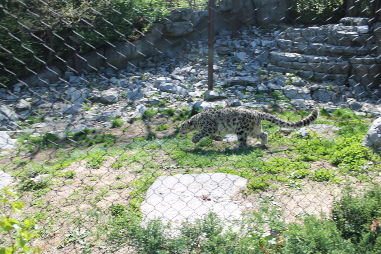 Cat Canyon- Snow Leopard Exhibit