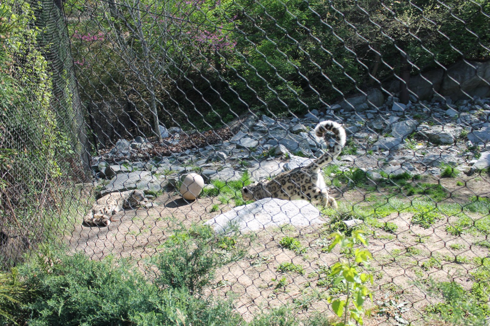 Cat Canyon- Snow Leopard Exhibit