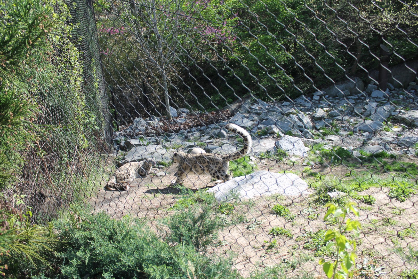 Cat Canyon- Snow Leopard Exhibit