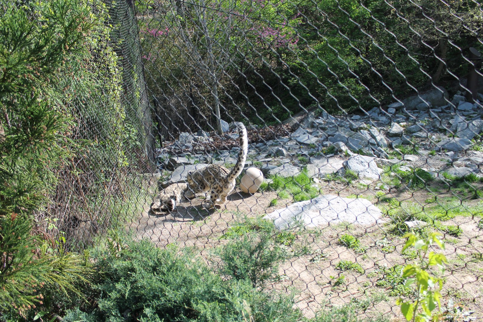 Cat Canyon- Snow Leopard Exhibit