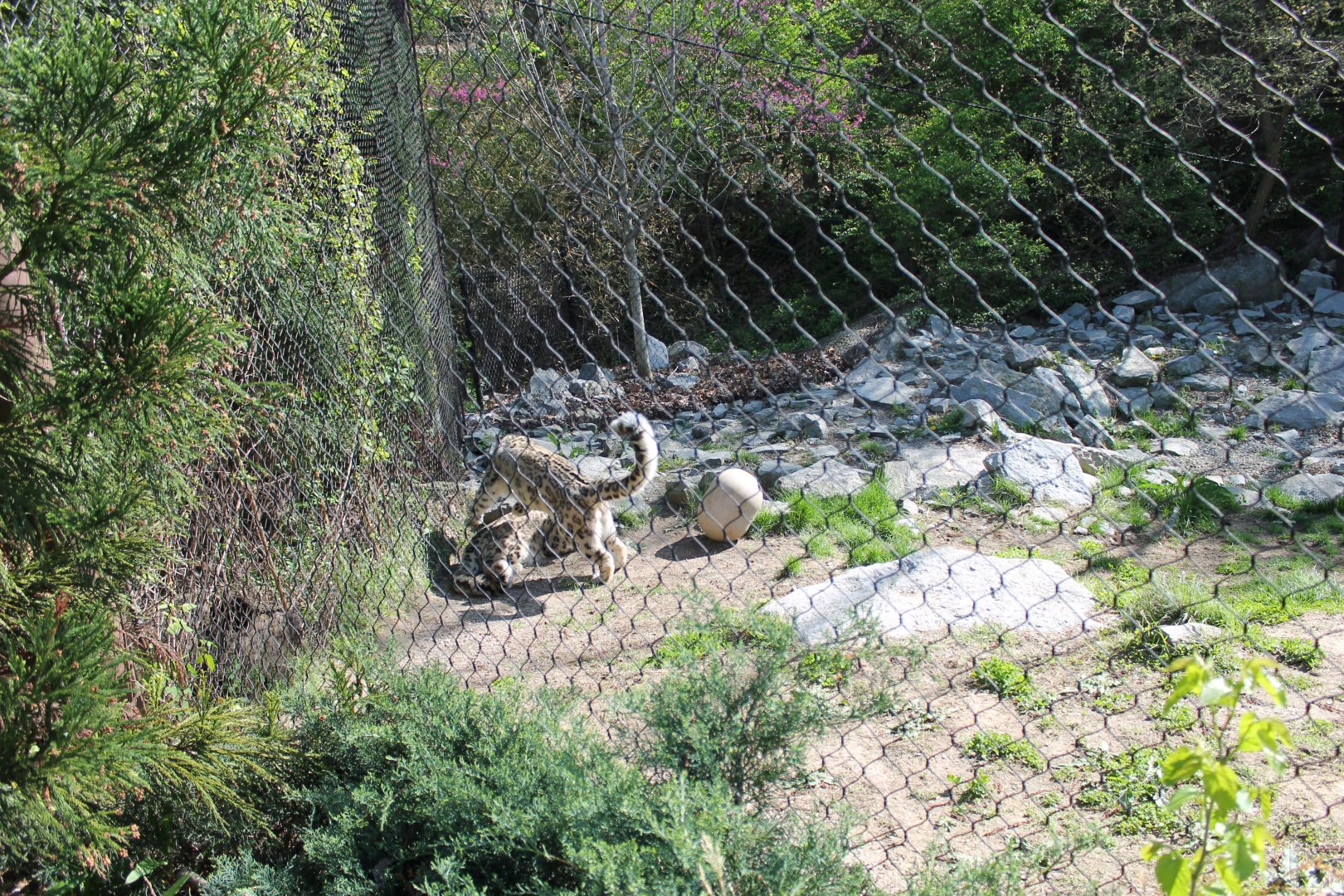 Cat Canyon- Snow Leopard Exhibit