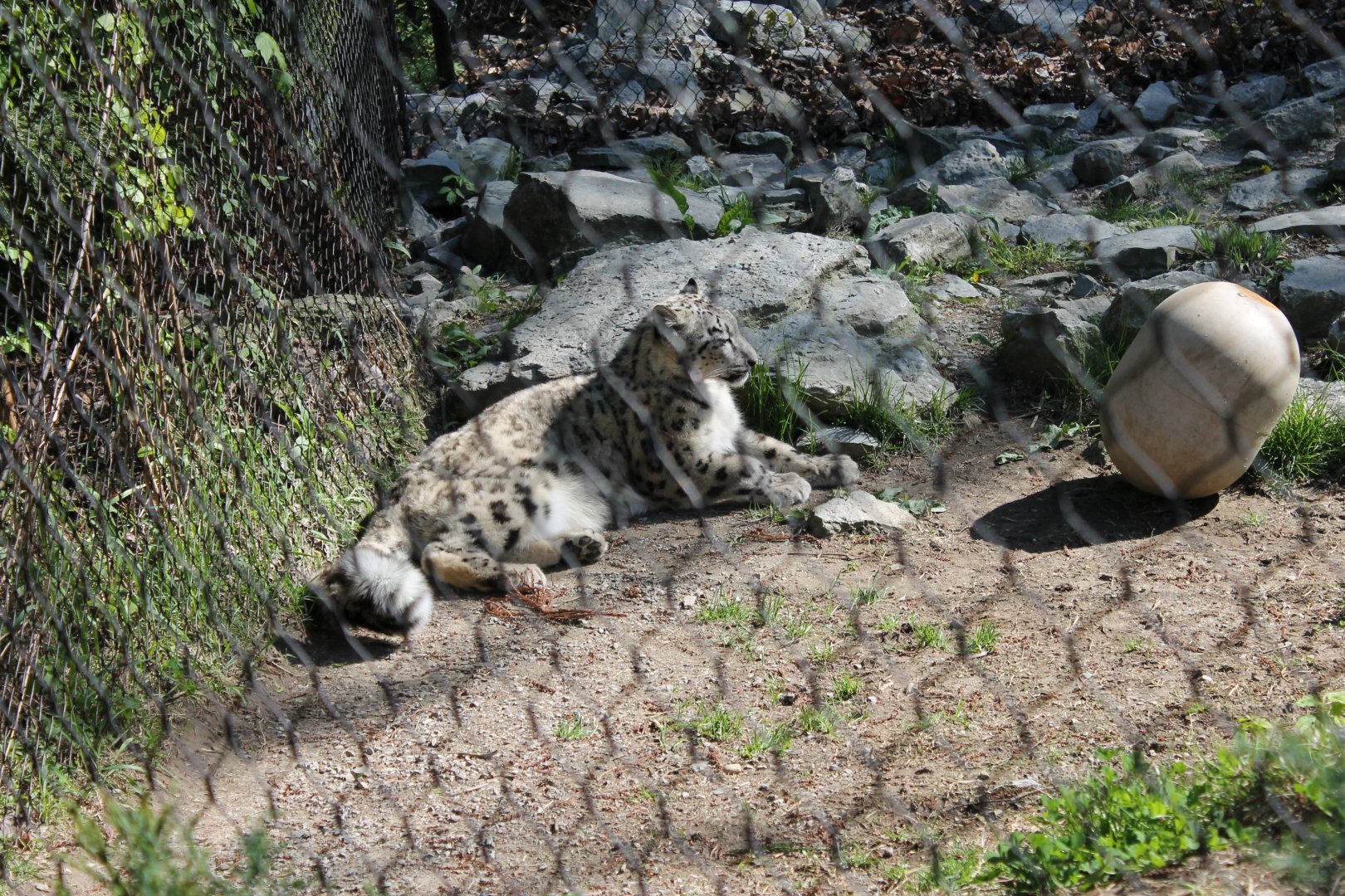 Cat Canyon- Snow Leopard Exhibit