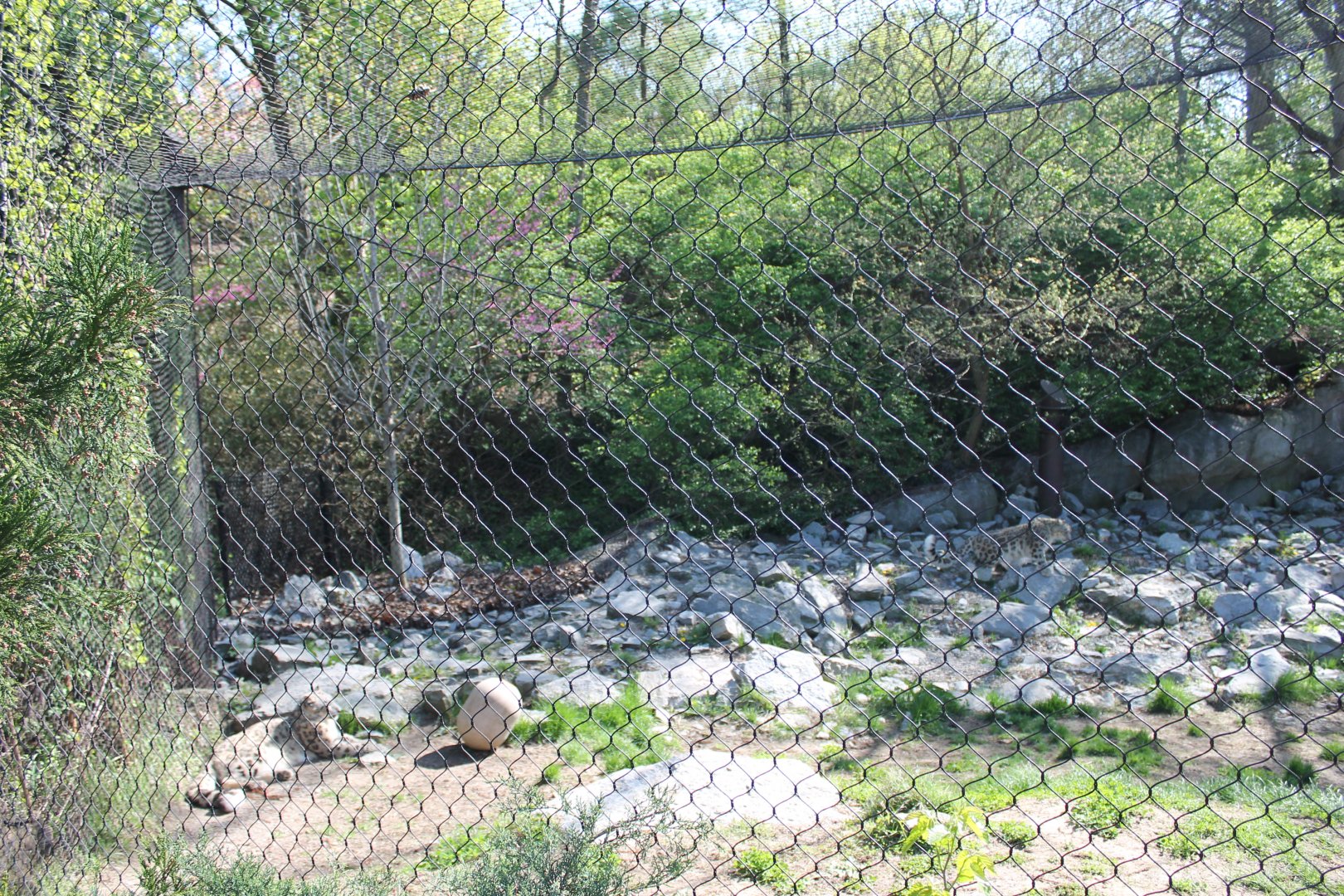 Cat Canyon- Snow Leopard Exhibit