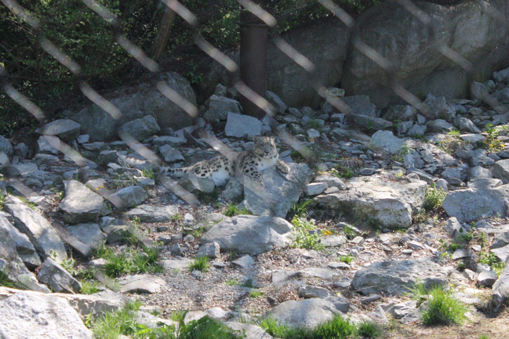 Cat Canyon- Snow Leopard Exhibit
