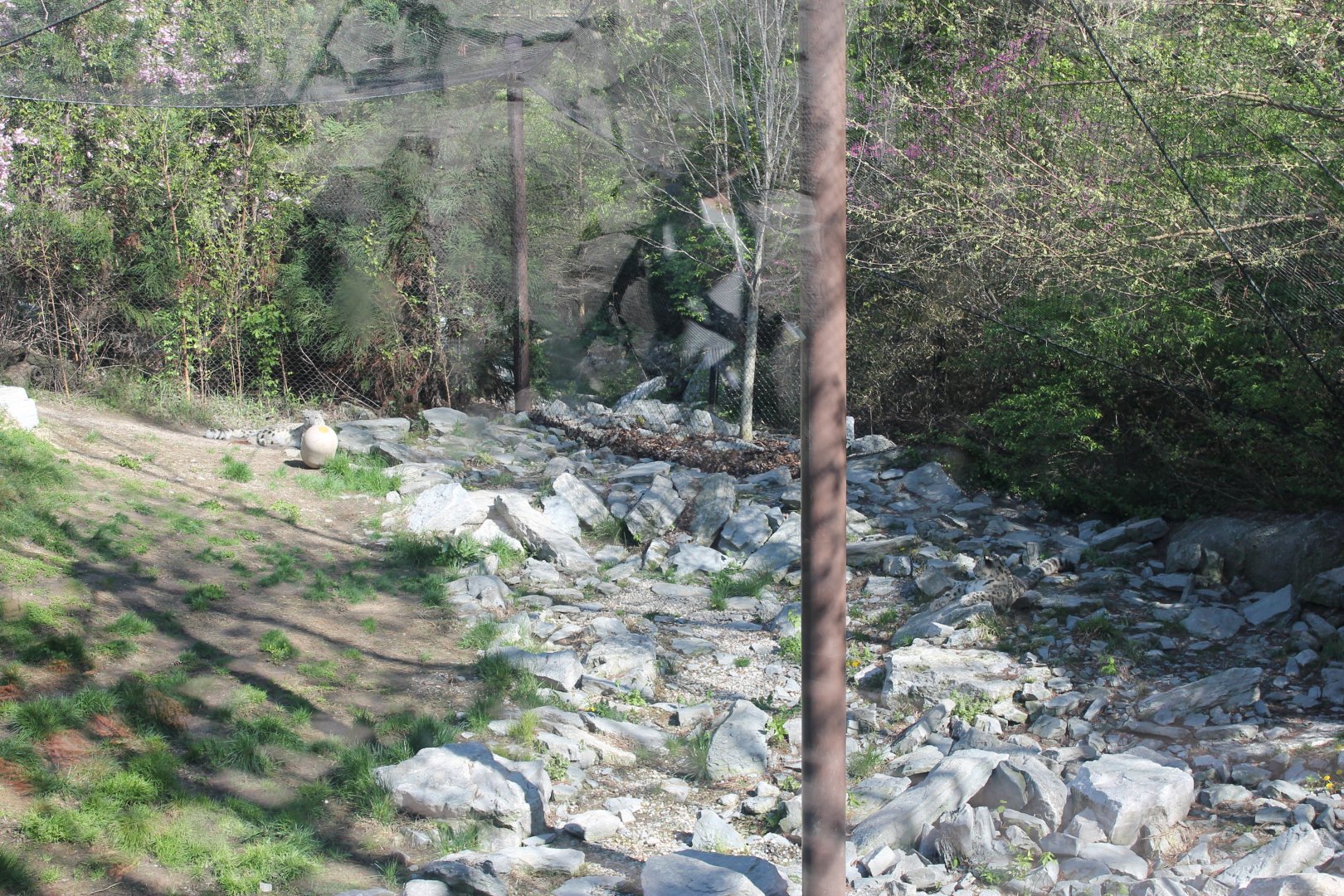 Cat Canyon- Snow Leopard Exhibit