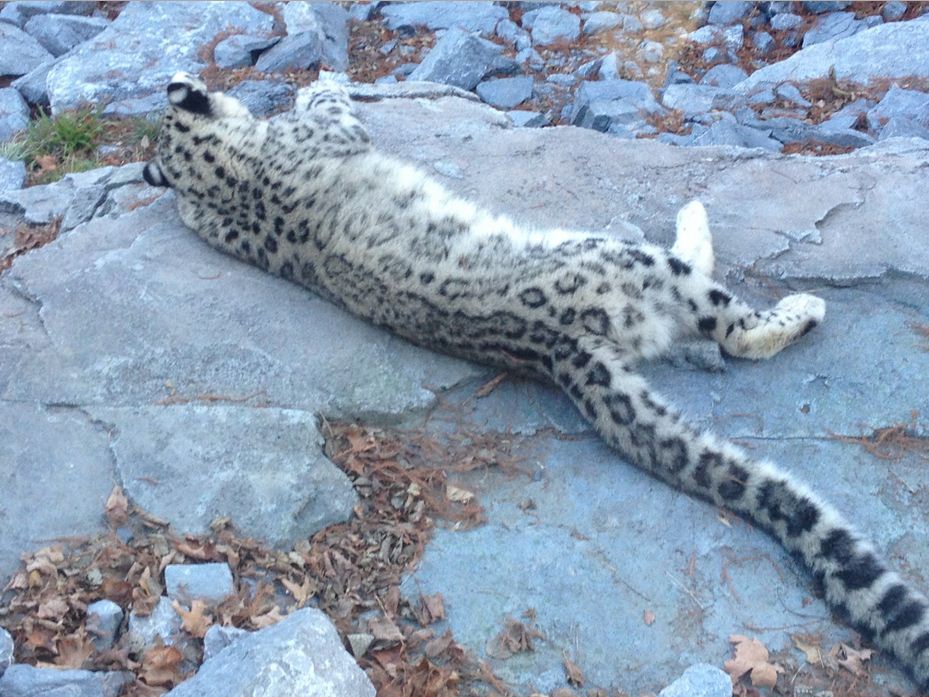 Cat Canyon-Snow Leopard-Renji