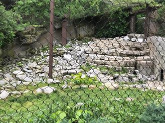 Cat Canyon- Snow Leopard