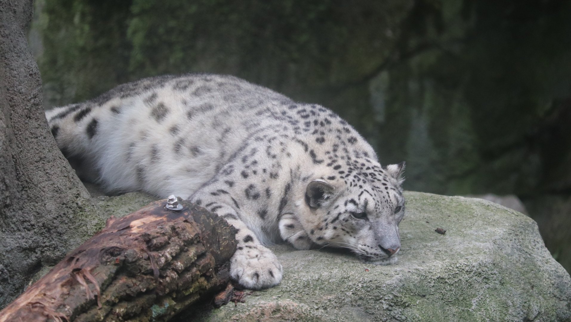 Cat Canyon - Snow Leopard