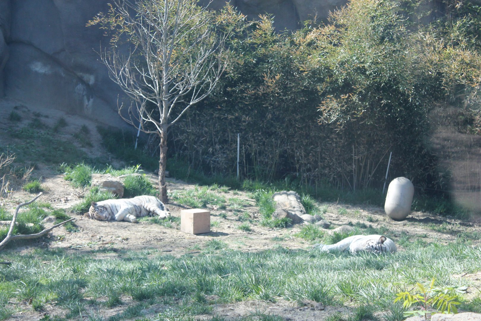 Cat Canyon- White Bengal Tiger Exhibit