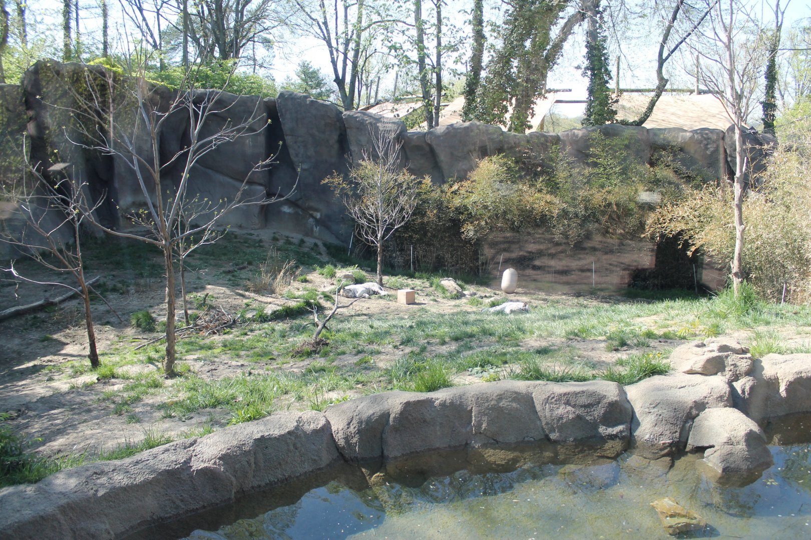 Cat Canyon- White Bengal Tiger Exhibit