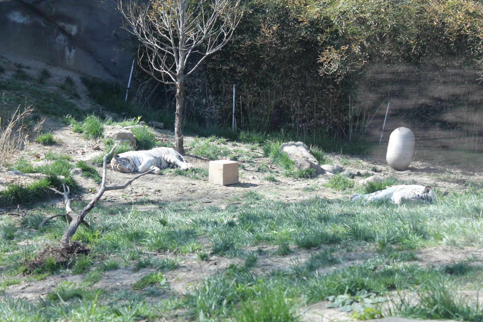 Cat Canyon- White Bengal Tiger Exhibit