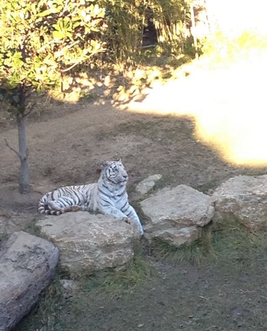 Cat Canyon-White Tiger